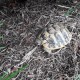 TROUVE tortue En France à Sainte-Eulalie (33560)56273