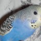 PERDU perruche ondulée En France à Décines-Charpieu (69150)56309