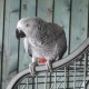PERDU perroquet gris du gabon En France à Lège-Cap-Ferret (33950)56385