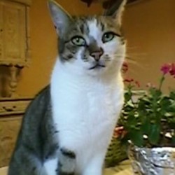 CHAT <span class='Perdu_Texte'>PERDU</span> le Dimanche 1 Aout 2021 en  à  ()<br>Déposé le 01-09-2021