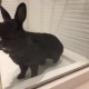 TROUVE lapin En France à Boulogne-Billancourt (92100)55435