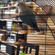 TROUVE inséparable En France à Couffouleux (81800)55545