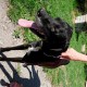 TROUVE CHIEN En France à Miribel-les-Échelles (38380)55632
