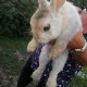 TROUVE Lapin nain En France à Freneuse (Yvelines)55679