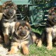 TROUVE CHIEN En France à Lyon (Rhône)55769