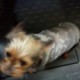 TROUVE CHIEN En France à Pau (64000)55812