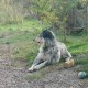 TROUVE CHIEN En France à Aumelas (34230)55828