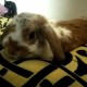 TROUVE Lapin En France à Toulouse (31400)55876