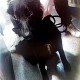 TROUVE CHIENNE En France à Sète (34200)55943