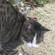 TROUVE CHAT En France à Saint-Malo (Ille-et-Vilaine)55984