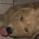 TROUVE CHIEN En Guadeloupe à Les Abymes (Les Abymes)55985