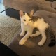 TROUVE CHAT En France à Cabriès (13480)56000
