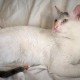 TROUVE CHAT En France à Montrouge (92120)56010