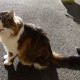 PERDU CHAT  à 46485