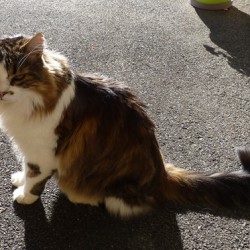 CHAT <span class='Perdu_Texte'>PERDU</span> le Dimanche 17 Juin 2018 en  à  ()<br>Déposé le 20-12-2020