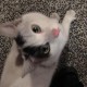 TROUVE CHAT En France à Montpellier (34090)56117