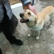 TROUVE CHIEN En France à Meunet-sur-Vatan (36150)56120