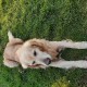 TROUVE CHIEN En France à Guipavas (29490)56158