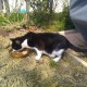 TROUVE CHAT En France à La Salvetat-Saint-Gilles (31880)56161