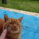 TROUVE CHAT En France à Aurillac (15000)56174