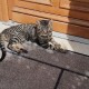 TROUVE CHAT En France à Vert-Saint-Denis (Seine-et-Marne)56188
