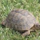 PERDU Une Tortue En France à Grenoble (Isère)56219