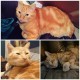 PERDU CHAT  à 56246
