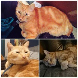 CHAT <span class='Perdu_Texte'>PERDU</span> le Lundi 13 Avril 2020 en  à  ()<br>Déposé le 19-12-2022