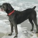 PERDU CHIENNE En France à Petit-Caux (76370)56264