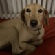 PERDU CHIENNE En France à Saint-Aubin-le-Cloud (79450)56268