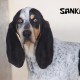 PERDU CHIENNE En France à Vallées-d'Antraigues-Asperjoc (07530)56277