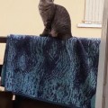 CHATTE <span class=