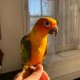 PERDU Conure En France à Aubervilliers (93300)56299