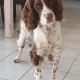 PERDU CHIEN En France à Aix-Noulette (Pas-de-Calais)56303