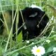 PERDU cochon d'inde En France à Mundolsheim (67450)56306