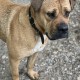 PERDU CHIEN En France à Brignais (69530)56327
