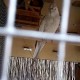 PERDU calopsitte perruche En France à Pantin (93500)56335
