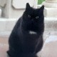 TROUVE CHATTE En France à Kervignac (56700)56343