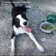 PERDU CHIENNE En France à Aiffres (79230)56352