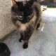 TROUVE CHATTE  à 56357