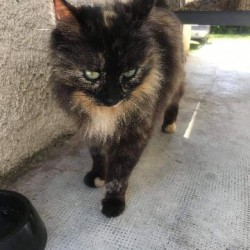 CHATTE <span class='Trouve_Texte'>TROUVEE</span> le Lundi 11 Mai 2020 en  à  ()<br>Déposé le 03-06-2020