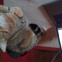 CHAT <span class='Perdu_Texte'>PERDU</span> le Dimanche 3 Mai 2020 en France à Orville (21260)<br>Déposé le 05-06-2020