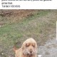 PERDU CHIEN En France à Le Dévoluy (05250)56365