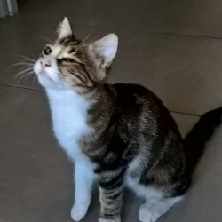CHAT <span class='Perdu_Texte'>PERDU</span> le Lundi 1 Juin 2020 en  à  ()<br>Déposé le 07-06-2020