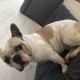 PERDU CHIEN En France à Castelmaurou (Haute-Garonne)56369