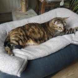 CHATTE <span class='Perdu_Texte'>PERDUE</span> le Vendredi 5 Juin 2020 en France à Le Bouscat (33110)<br>Déposé le 08-06-2020