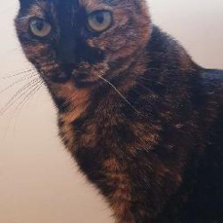 CHATTE <span class='Perdu_Texte'>PERDUE</span> le Jeudi 11 Juin 2020 en  à  ()<br>Déposé le 13-06-2020