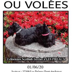 CHIENNE <span class='Perdu_Texte'>PERDUE</span> le Lundi 1 Juin 2020 en France à Les Préaux (27500)<br>Déposé le 13-06-2020