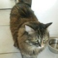CHATTE <span class=