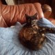 PERDU CHATTE En France à Houilles (78800)56378